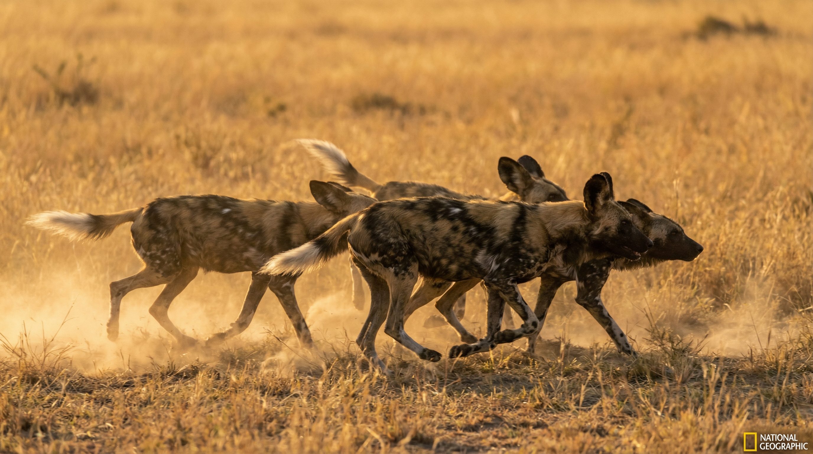 98堂野生动物保护视频