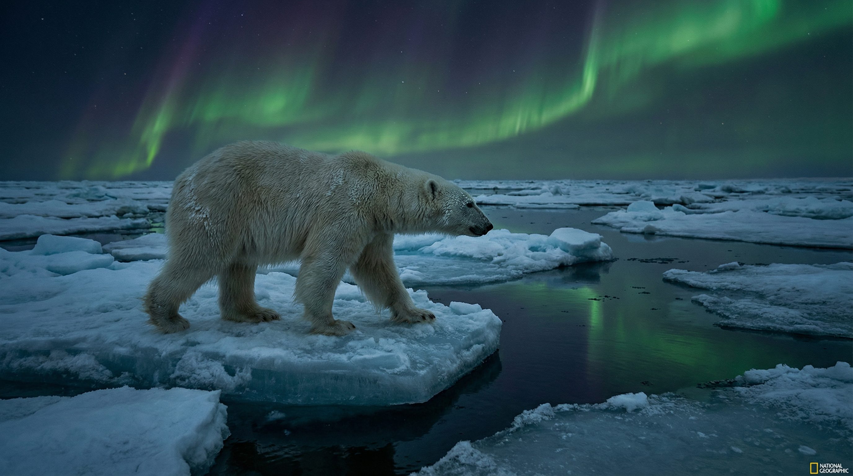98堂视频：北极熊极地探险视频演示